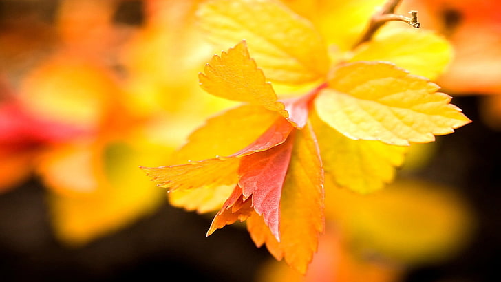 การถ่ายภาพแบบเลือกโฟกัสของใบไม้สีเหลือง, พืช, มาโคร, ธรรมชาติ, ใบไม้, วอลล์เปเปอร์ HD
