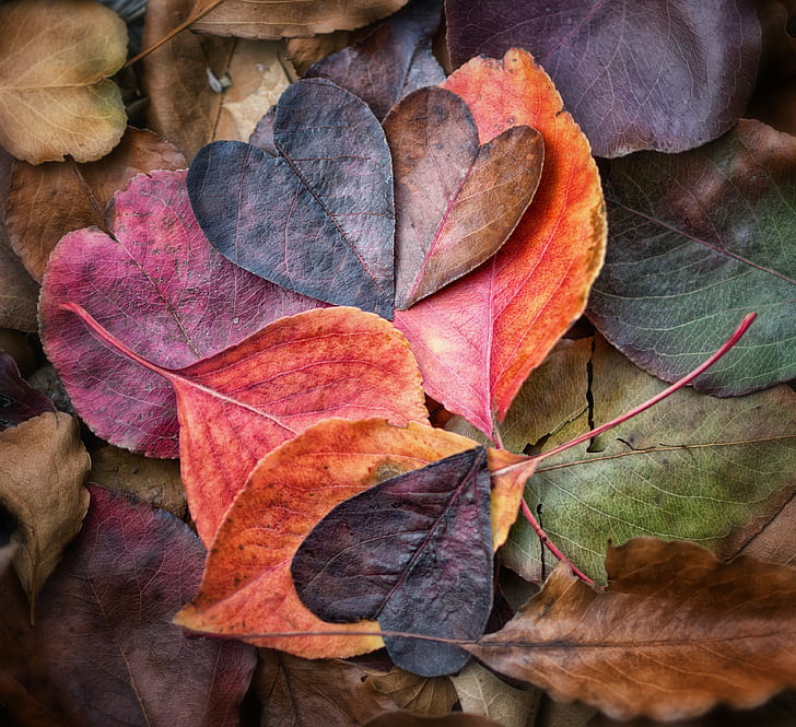 heart shaped leaves, Fall In Love, Explore, heart shaped, leaves, autumn colors, contemporary, love  heart, still life, warm colours, square, photos, photostream, autumn, leaf, nature, season, yellow, backgrounds, red, multi Colored, brown, october, plant, HD wallpaper