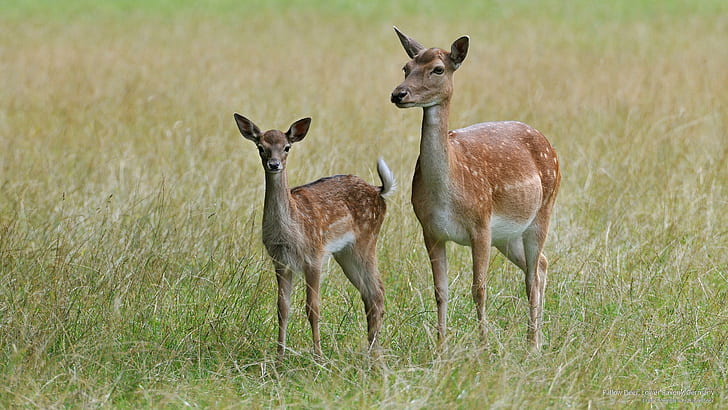 Fallow Deer, Lower Saxony, Germany, สัตว์, วอลล์เปเปอร์ HD