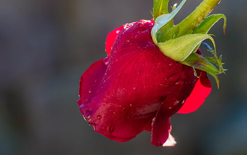 röd ros grunt fokusfotografering, rå, grunt fokus, fotografi, Panasonic, Lumix, FZ, makro, Flores, blommor, rosor, rosor, natur, växt, kronblad, blomma, närbild, röd, blommahuvud, HD tapet HD wallpaper