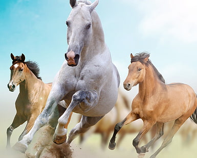 trois chevaux blancs et bruns, chevaux, course à pied, liberté, Fond d'écran HD HD wallpaper