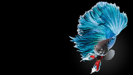 Животное, Бетта, Сиамская рыба борьбы, HD обои HD wallpaper