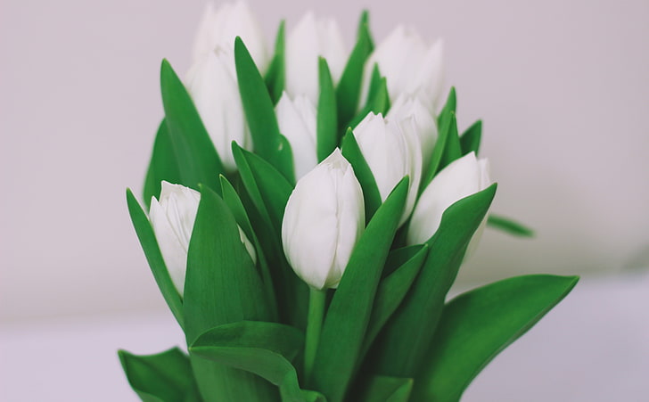 White Tulips Bouquet, Aero, White, Tulips, Spring, Green, Flowers, Leaves, bouquet, HD wallpaper
