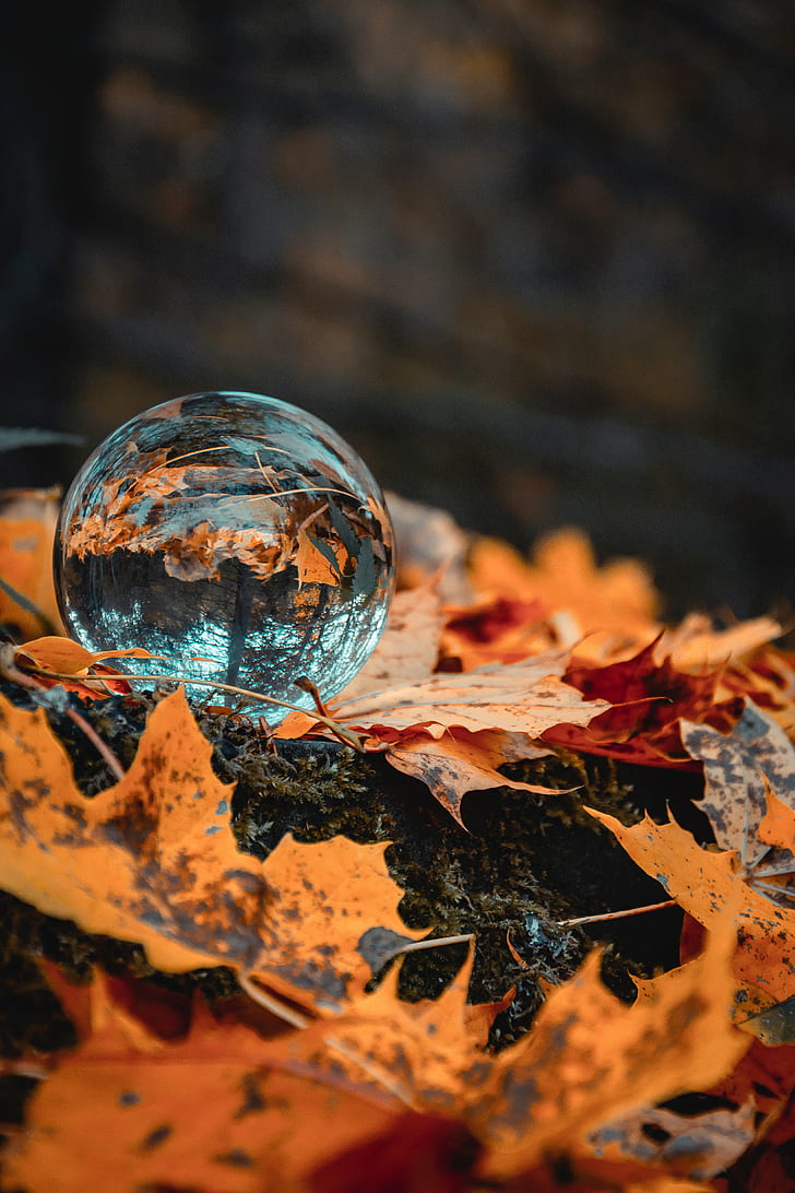 ball, glass, autumn, foliage, reflection, HD wallpaper