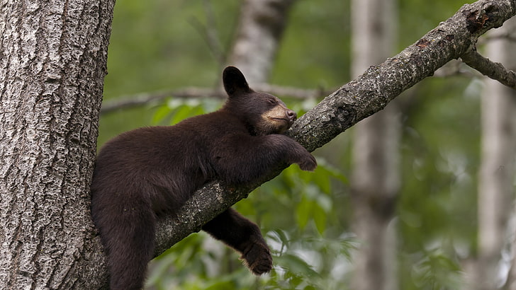 черный медведь спит на ветке дерева макро фотография, бурый медведь, медведь, дерево, милые животные, прикол, HD обои