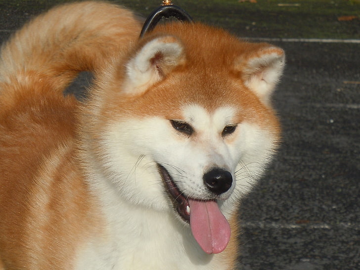adult tan and white Shiba inu, akita inu, face, tongue, tired, HD wallpaper