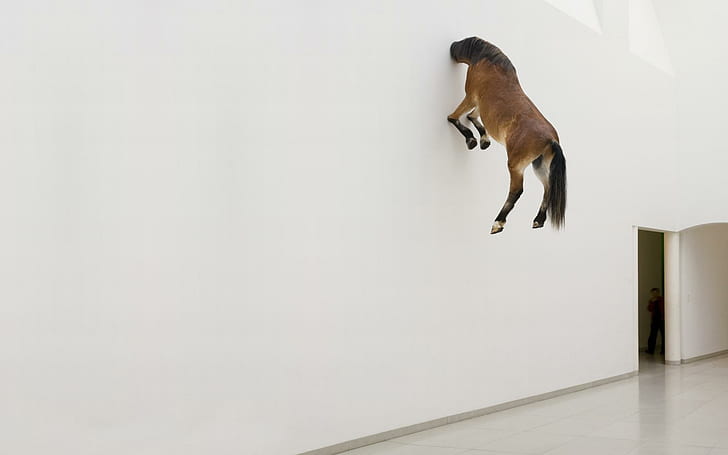Horse in Wall, funny, horse, wall, HD wallpaper