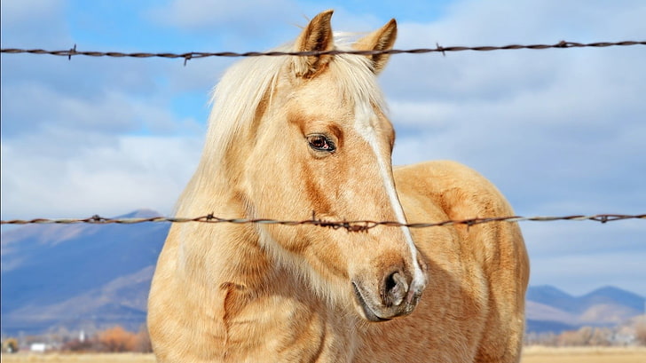 коричнево-белая лошадь за колючей проволокой, лошадь, колючая проволока, животные, HD обои