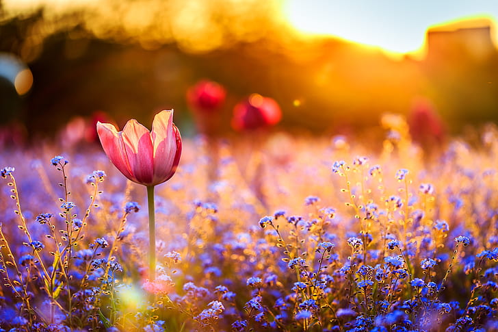 Flowers, Tulip, Blue Flower, Bokeh, Flower, Red Flower, Spring, Sunny, HD wallpaper