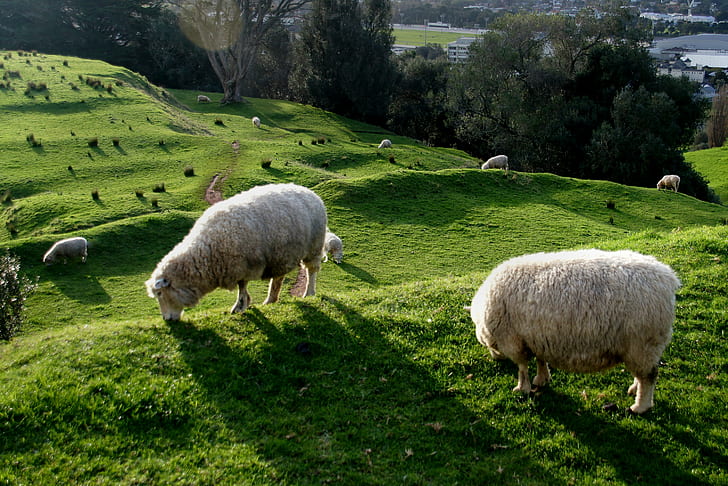 бели овце на трева, покрит хълм, паша, бял, трева, покрит, хълм, овце, вълна, земеделие, планина Едем, Окланд, градски паркове, обществено достояние, посвещение, CC0, снимки, добитък, ферма, ливада, природа, селски сцена , селско стопанство, пасище, ​​на открито, пейзаж, стадо овце, животно, HD тапет