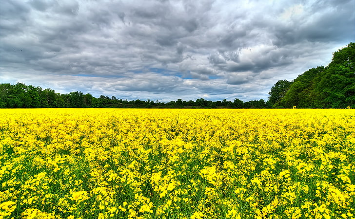 Field of Rapeseeds, yellow rapeseed flower field, Nature, Landscape, Flowers, Field, Plant, Germany, Northern, Europe, Rapeseed, Rape, Rapsfeld, HD wallpaper