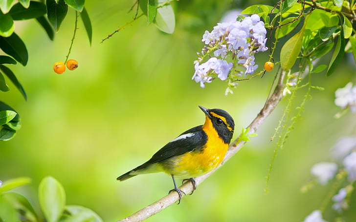 Japanskt paradis flugsnappare, fågelfotografering, vår, blommor, svart och gul undulat, japanskt, paradis, flugsnappare, fåglar, fotografi, vår, blommor, HD tapet