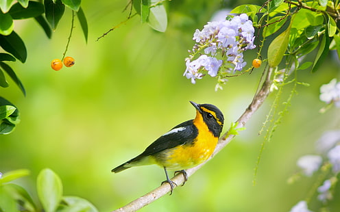 日本の楽園のヒタキ、鳥の写真、春、花、黒と黄色のインコ、日本、楽園、ヒタキ、鳥、写真、春、花、 HDデスクトップの壁紙 HD wallpaper