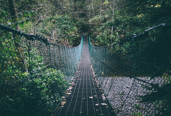 สะพานแขวนเชือกต้นไม้ป่า, วอลล์เปเปอร์ HD