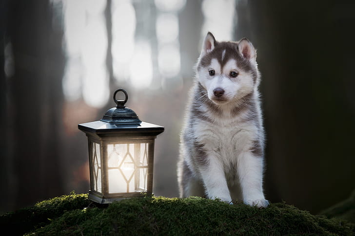 forest, look, light, trees, pose, Park, background, moss, dog, paws, baby, lantern, cute, puppy, face, sitting, husky, bokeh, Siberian husky, hill, HD wallpaper