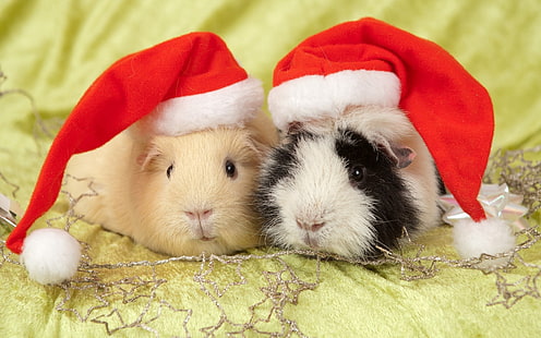 two guinea pigs, guinea pigs, hats, animals, HD wallpaper HD wallpaper