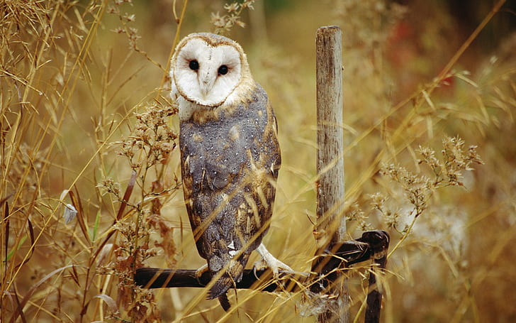 barn owl, HD wallpaper