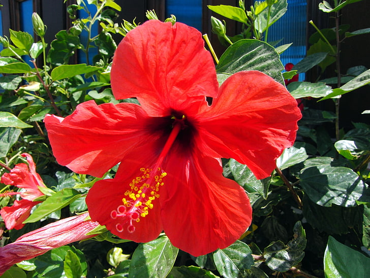 히 비 스커 스 Rosa-Sinensis, 붉은 히 비 스커 스 꽃, 자연, 꽃, 아름 다운, 히 비 스커 스,로 사, HD 배경 화면