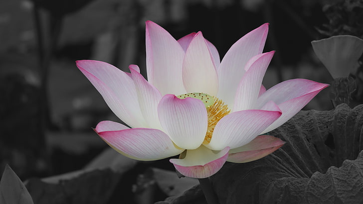flower, pink, lotus, plant, sacred lotus, photography, aquatic plant, close up, blossom, monochrome, black and white, HD wallpaper