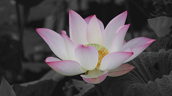 flower, pink, lotus, plant, sacred lotus, photography, aquatic plant, close up, blossom, monochrome, black and white, HD wallpaper HD wallpaper