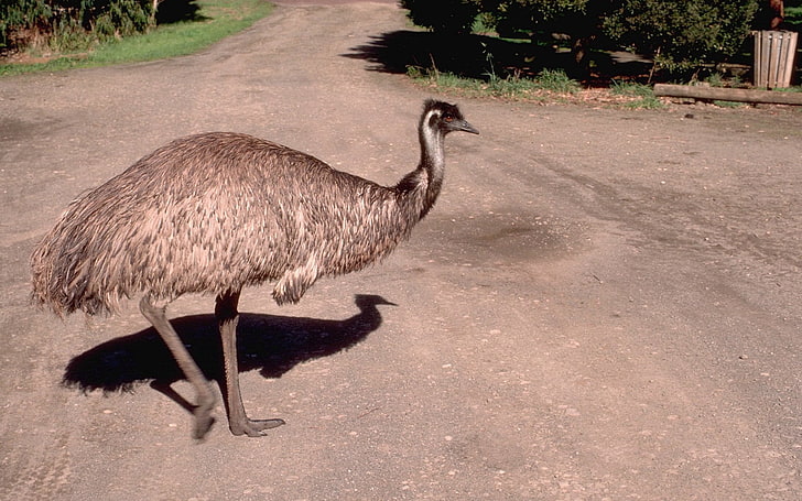 Aves, Emu, Australiano, Pássaro, HD papel de parede