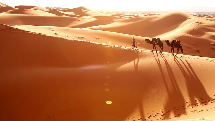 Strofina il deserto di Al Khali e il deserto asiatico tra Oman I Arabia Saudita Cammelli beduini che camminano lungo il deserto, Sfondo HD
