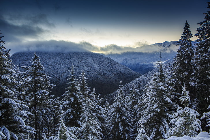 winter, forest, clouds, snow, mountains, nature, panorama, Olympic National Park, HD wallpaper