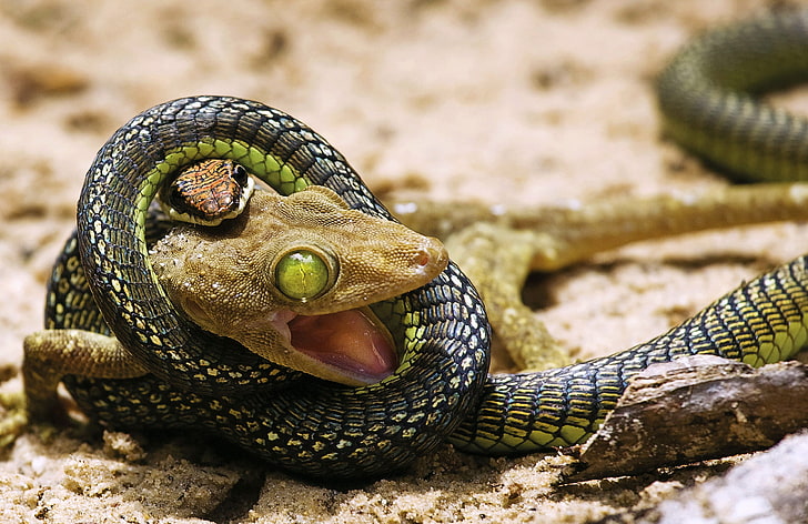 grüne und schwarze Schlange, Schlange, Eidechse, Jagd, Reptil, Raubtier, HD-Hintergrundbild