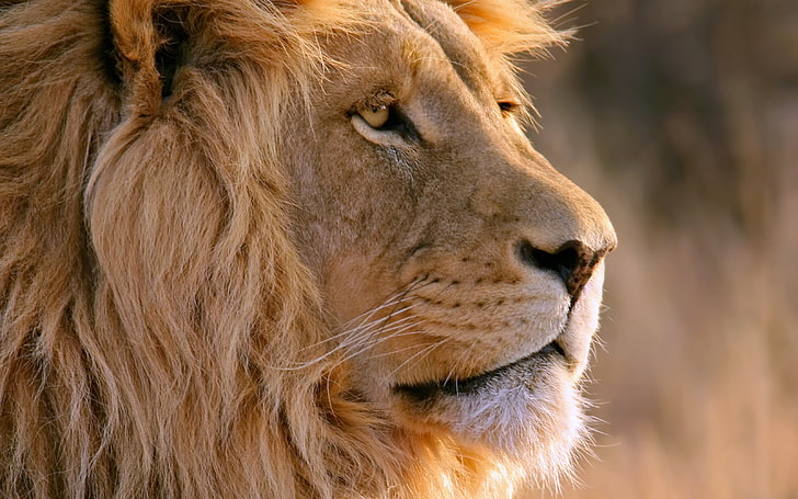 león marrón, león, hocico, melena, depredador, Fondo de pantalla HD