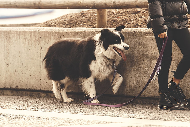white and brown dog, dog, leash, walk, HD wallpaper
