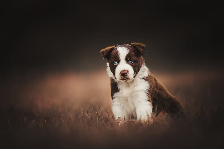 background, dog, puppy, HD wallpaper