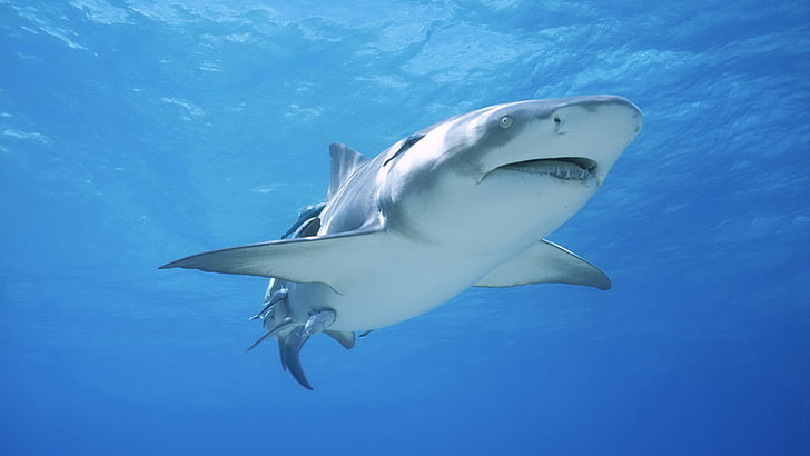 tubarão branco, natureza, tubarão, HD papel de parede