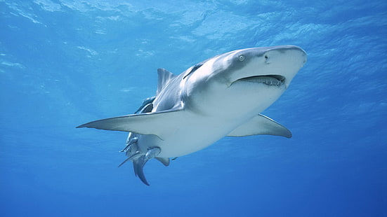 gran tiburón blanco, naturaleza, tiburón, Fondo de pantalla HD HD wallpaper