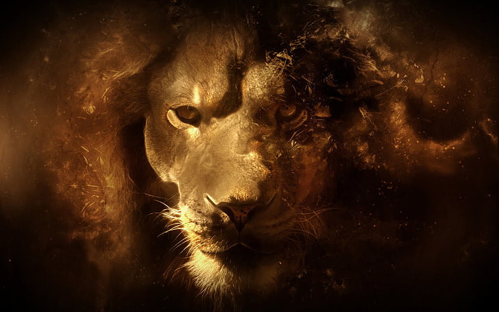 brown lion wallpaper, look, face, predator, Leo, HD wallpaper