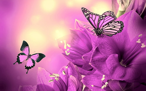 бабочка фиолетовая и черная, HD обои HD wallpaper