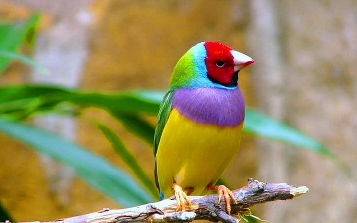Pássaros, Gouldian Finch, HD papel de parede