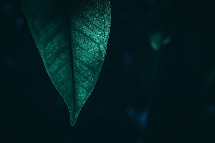 macro, leaf, green, nature, hd, 4k, HD wallpaper