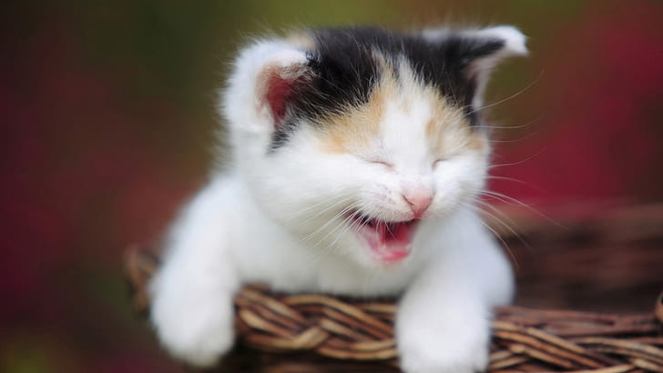 Kitten yawning basket, Kitten, Yawning, Basket, HD wallpaper