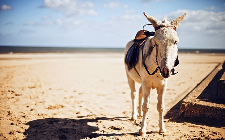 white horse, pony, saddle, shade, sand, HD wallpaper