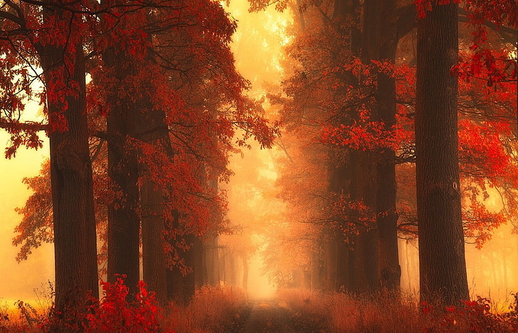 red leafed trees, pathway between trees, mist, path, trees, fall, grass, red, shrubs, leaves, nature, landscape, HD wallpaper