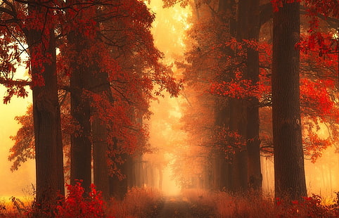 ต้นไม้ใบแดง, ทางเดินระหว่างต้นไม้, หมอก, เส้นทาง, ต้นไม้, ฤดูใบไม้ร่วง, หญ้า, สีแดง, พุ่มไม้, ใบไม้, ธรรมชาติ, ภูมิทัศน์, วอลล์เปเปอร์ HD HD wallpaper