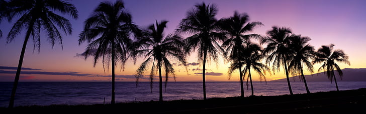 Beautiful sunset, silhouette, palm trees, Maui, Hawaii, USA, Beautiful, Sunset, Silhouette, Palm, Trees, Maui, Hawaii, USA, HD wallpaper