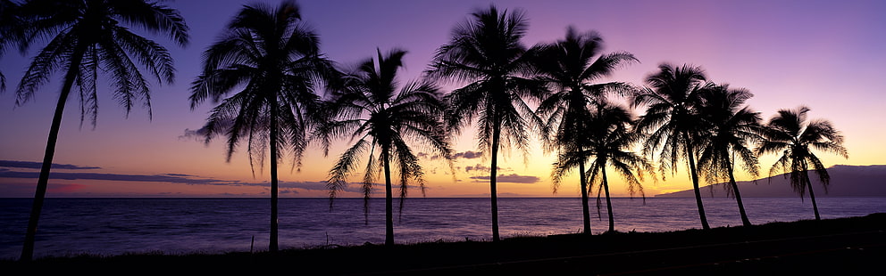 Красивый закат, силуэт, пальмы, Мауи, Гавайи, США, Красивый, Закат, силуэт, пальмы, деревья, Мауи, Гавайи, США, HD обои HD wallpaper