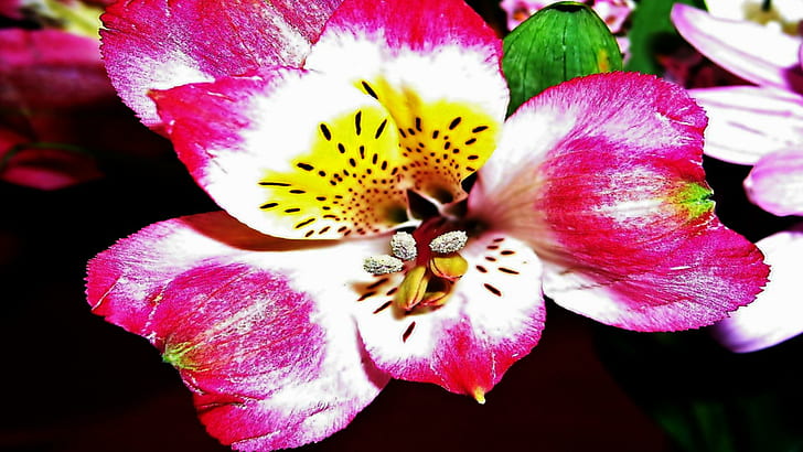 The Sweet Lips กล้วยไม้สีชมพูกลิ่นหอมสีสันอบอุ่นโรแมนติกดอกไม้ความงาม 3 มิติและนามธรรม, วอลล์เปเปอร์ HD