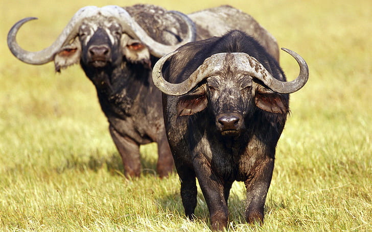 African Buffalo Or Cape Buffalo (syncerus Caffer) Desktop Wallpaper Hd 1920×1200, HD wallpaper