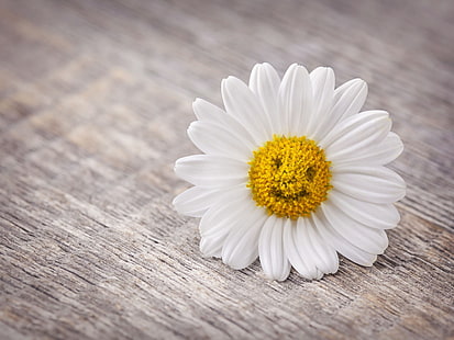 daisy flower, flowers, smile, background, mood, petals, Daisy, widescreen, full screen, HD wallpapers, HD wallpaper HD wallpaper