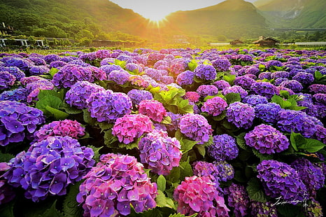 Цветы, Гортензия, Земля, Поле, Цветок, Розовый цветок, Фиолетовый цветок, HD обои HD wallpaper