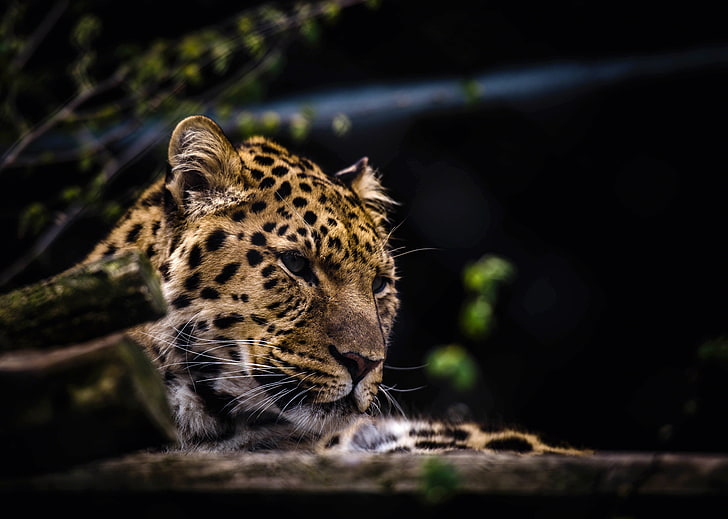 leopardo marrom e preto, leopardo, predador, focinho, gato grande, HD papel de parede