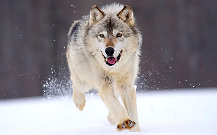 Running Wolf, serigala, Wallpaper HD
