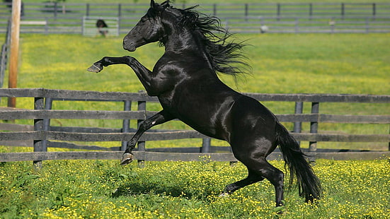 Descarga gratis | Animales, negro, frisón, caballo, caballos, raza, Fondo  de pantalla HD | Wallpaperbetter